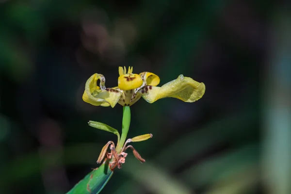 Flor de iris de abanico o iris andante —  Fotos de Stock