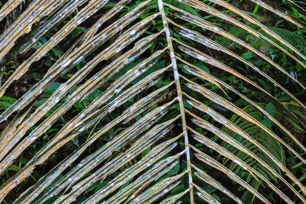 Dry palm leaf texture — Stock Photo, Image