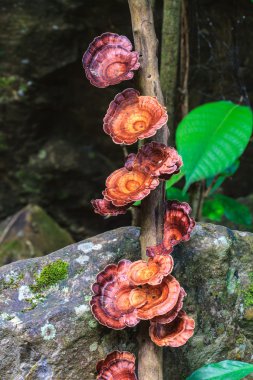 canlı ağaç büyüyen mantar
