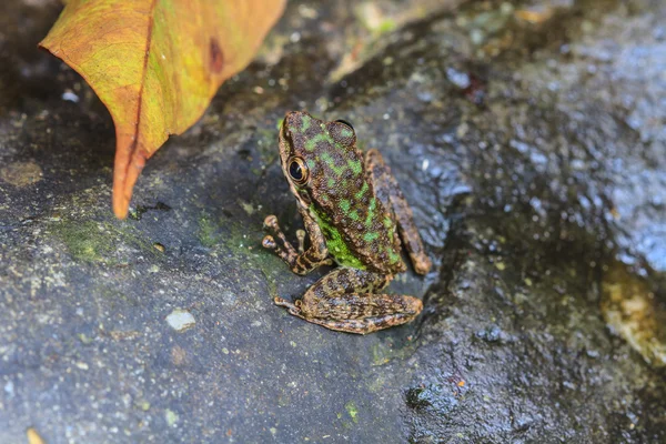 Rana sobre una piedra mojada —  Fotos de Stock