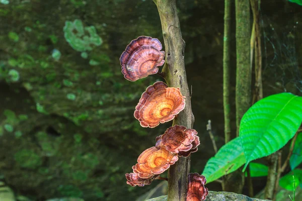 Svamp som växer på en levande träd — Stockfoto