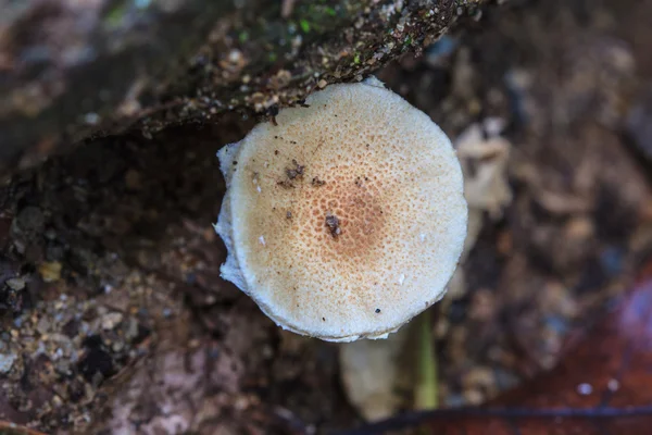 Funghi che crescono su un albero vivo — Foto Stock