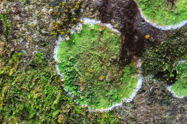 Textura de líquen colorido na pedra — Fotografia de Stock