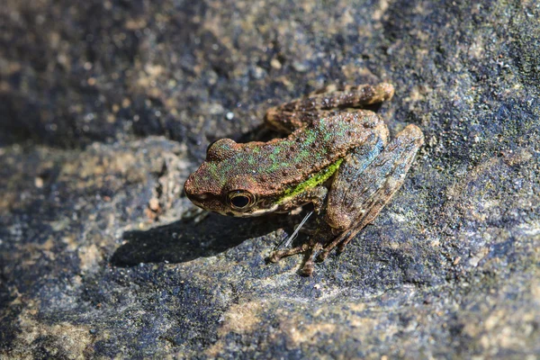 Rana sobre una piedra mojada —  Fotos de Stock