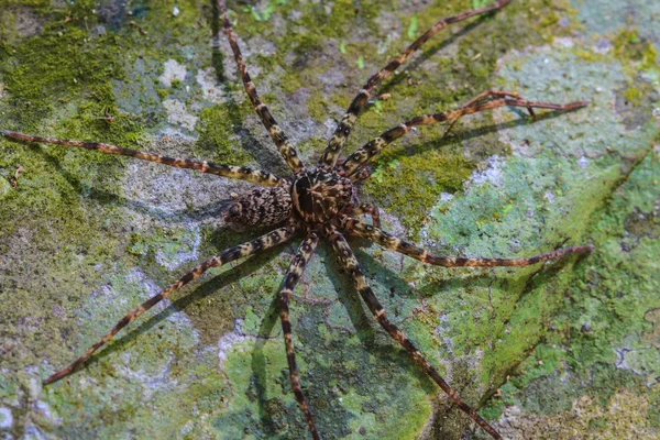 Spinne im Wald auf Stein — Stockfoto