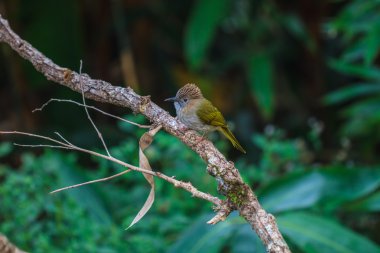 Doğada dağ bülbül (Ixos mcclellandii)  