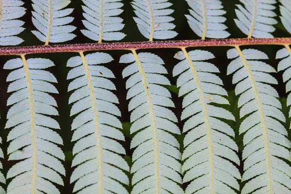 Fern leaf texture — Stock Photo, Image