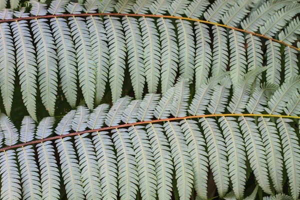 Fern leaf texture — Stock Photo, Image