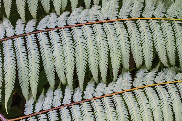 Fern leaf texture — Stock Photo, Image