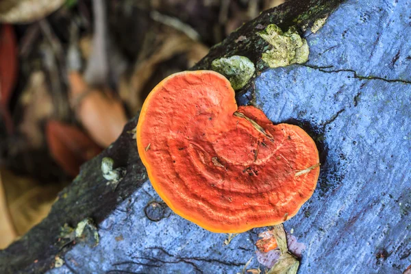 Setas que crecen en un árbol vivo —  Fotos de Stock