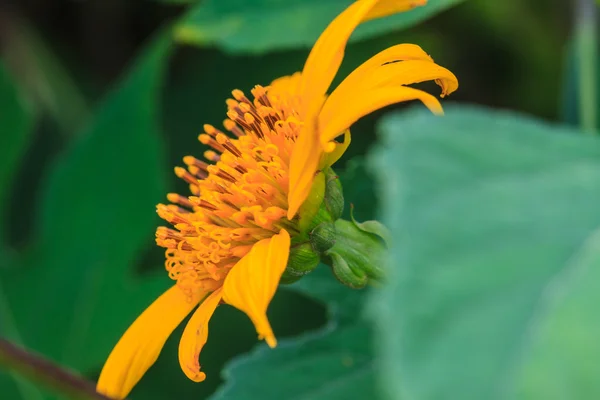 Nära håll Mexican Sunflower ogräs i trädgården — Stockfoto