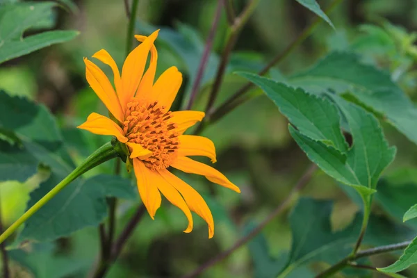 Close up Herbe de tournesol mexicaine dans le jardin — Photo