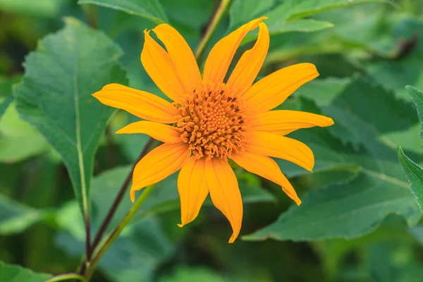 Close up Herbe de tournesol mexicaine dans le jardin — Photo