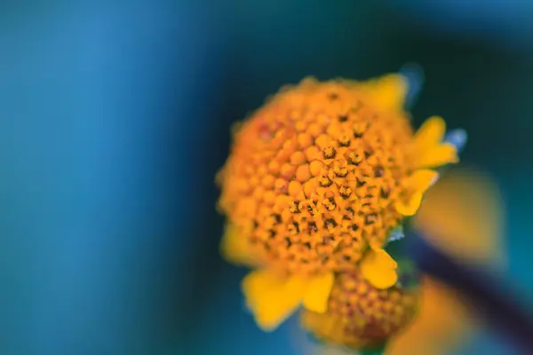Schöne wilde Blume im Wald — Stockfoto