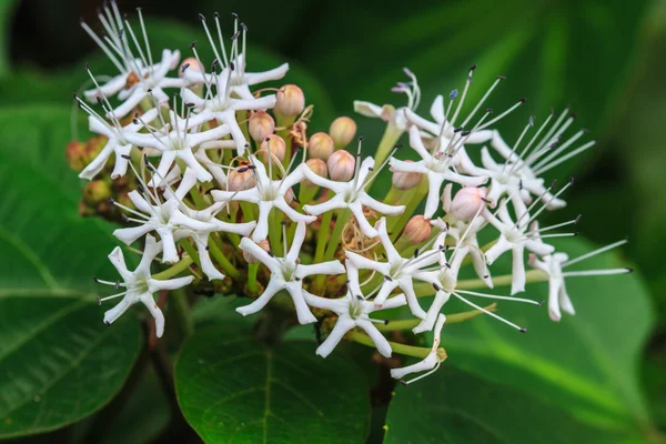 Bela flor selvagem na floresta — Fotografia de Stock