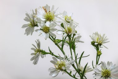 güzel kır çiçeği 