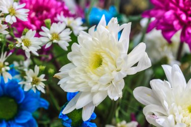 güzel kır çiçeği 