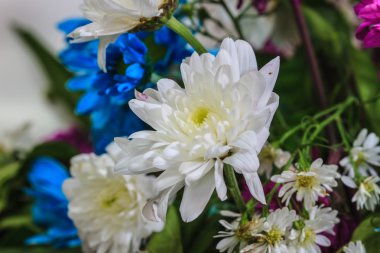 güzel kır çiçeği 