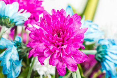 güzel kır çiçeği 