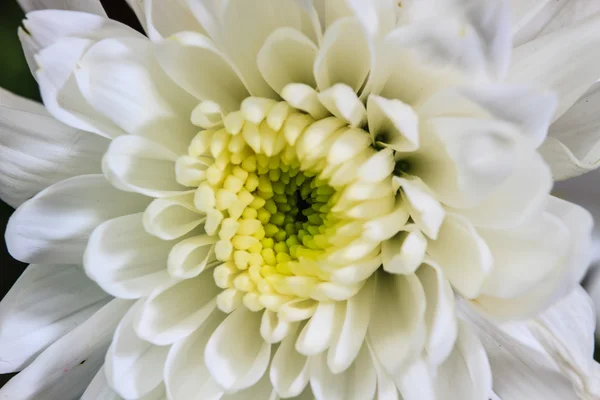 Schöne Wildblume — Stockfoto