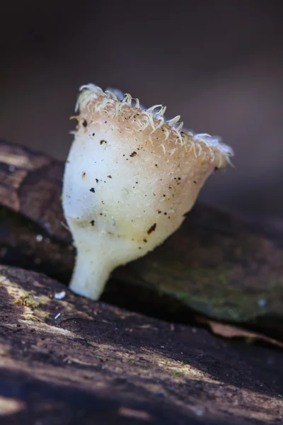 살아있는 나무에 성장 하는 버섯 — 스톡 사진
