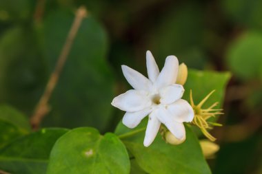 Bahçe Beyaz Yasemin çiçekleri