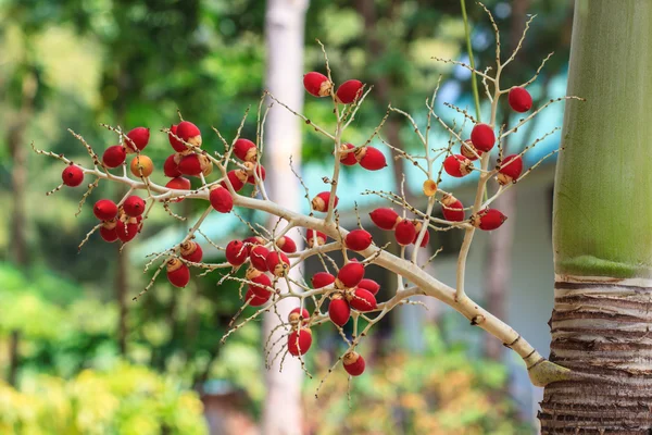 Спелые Бетел Нут или Areca Nut Palm — стоковое фото