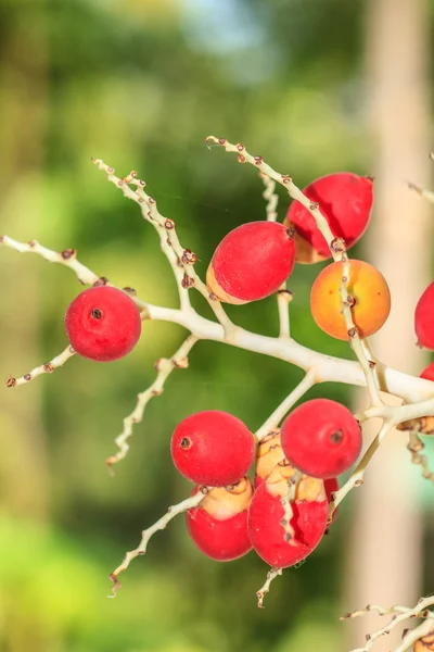 Спелые Бетел Нут или Areca Nut Palm — стоковое фото