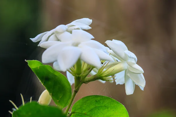 Białe kwiaty jaśminu w ogrodzie — Zdjęcie stockowe