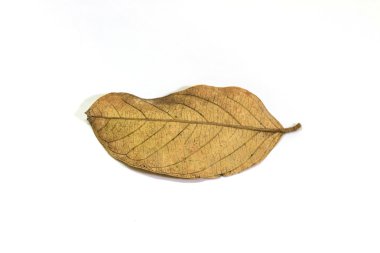 beyaz arkaplanda kuru yaprak 