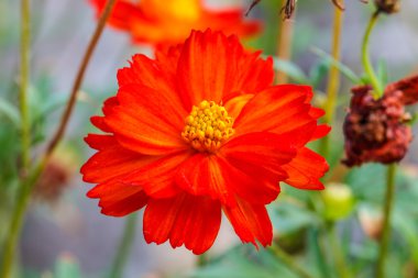 ormandaki güzel kır çiçeği