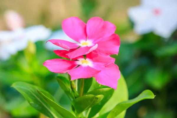 Mooie wild bloem in bos — Stockfoto