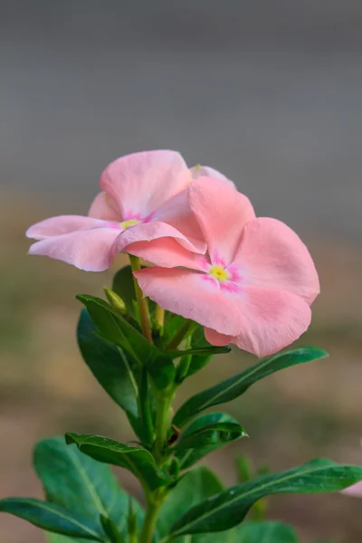 Mooie wild bloem in bos — Stockfoto