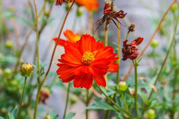 Belle fleur sauvage dans la forêt — Photo