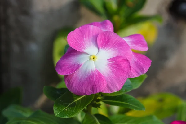 Mooie wild bloem in bos — Stockfoto