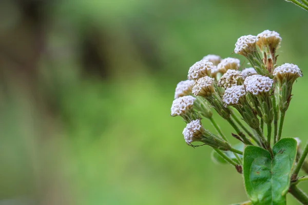 beautiful wild flower in forest