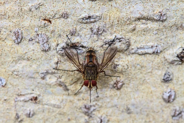 Colpo mosca, mosca della carogna, bluebottles, greenbottles, o mosca del mazzo — Foto Stock
