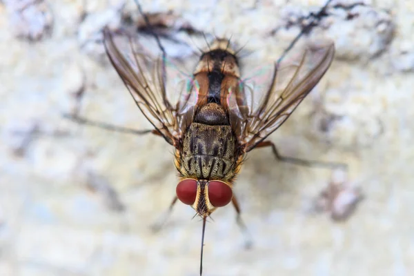 Blow fly, carrion fly, bluebottles, greenbottles, or cluster fly — Stock Photo, Image