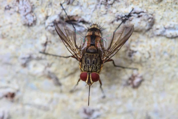 Mosca do sopro, mosca da carniça, bluebottles, greenbottles, ou mosca do conjunto — Fotografia de Stock