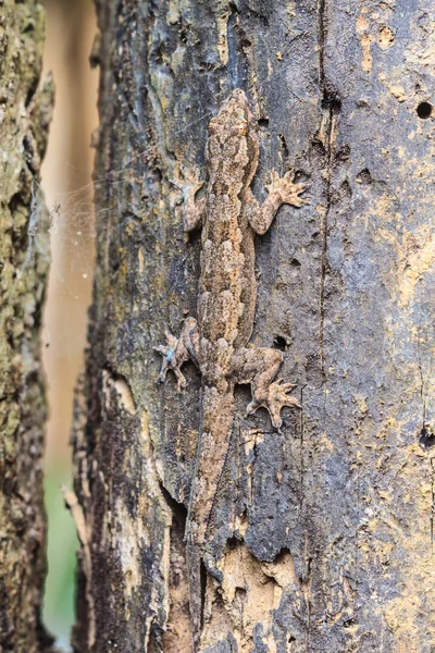 Casa pequeno lagarto na árvore — Fotografia de Stock