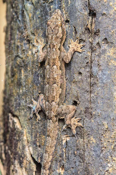 Casa pequeno lagarto na árvore — Fotografia de Stock