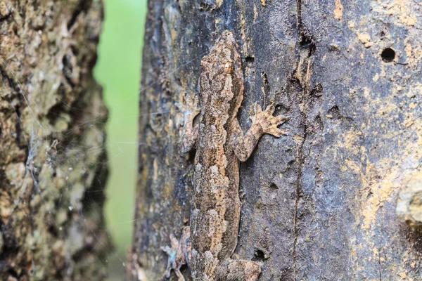 Casa pequeña lagartija en el árbol —  Fotos de Stock