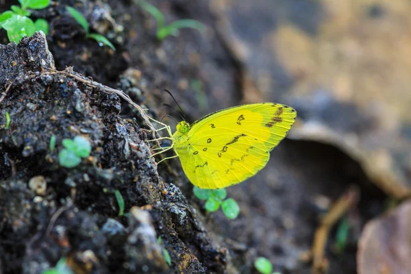 Piękny motyl na ziemi — Zdjęcie stockowe