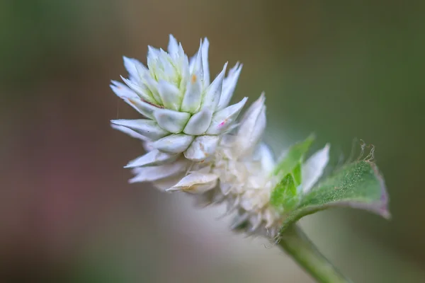 Piękny kwiat dziko w lesie — Zdjęcie stockowe