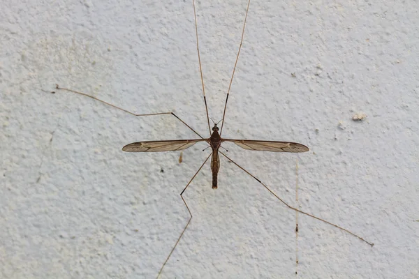 Baba longlegs — Stok fotoğraf