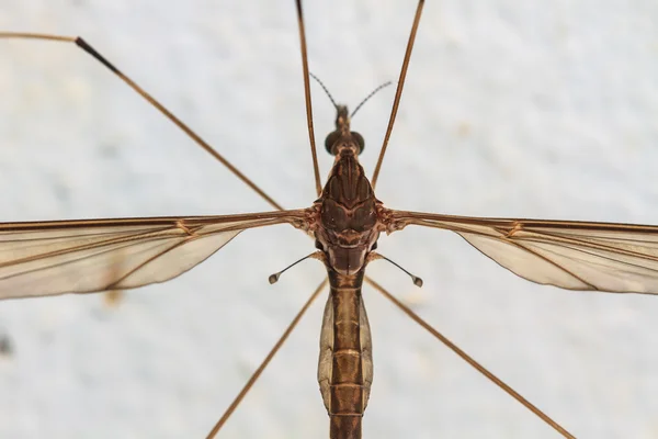 Daddy longlegs — Stock Photo, Image