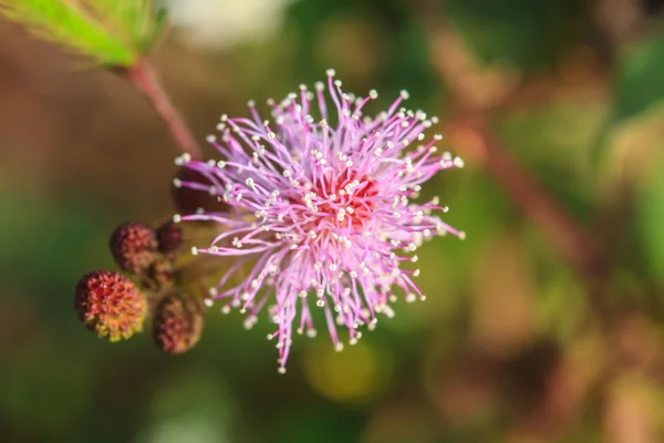 Bellissimo fiore selvatico nella foresta — Foto Stock