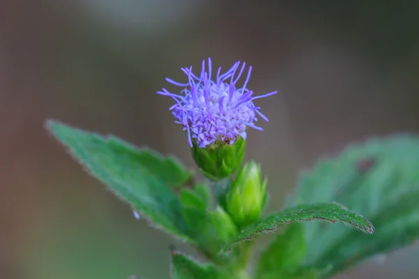 Bellissimo fiore selvatico nella foresta — Foto Stock