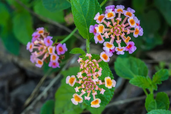 Doek van goud of Lantana camara bloem in tuin — Stockfoto