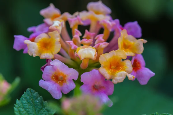 Doek van goud of Lantana camara bloem in tuin — Stockfoto